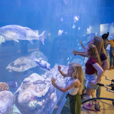 Guests looking at Gulf of Mexico Aquarium